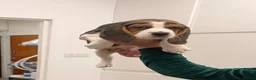 Beagle dogs for sale: Beagle for sale  in Dagenham - Advert 5