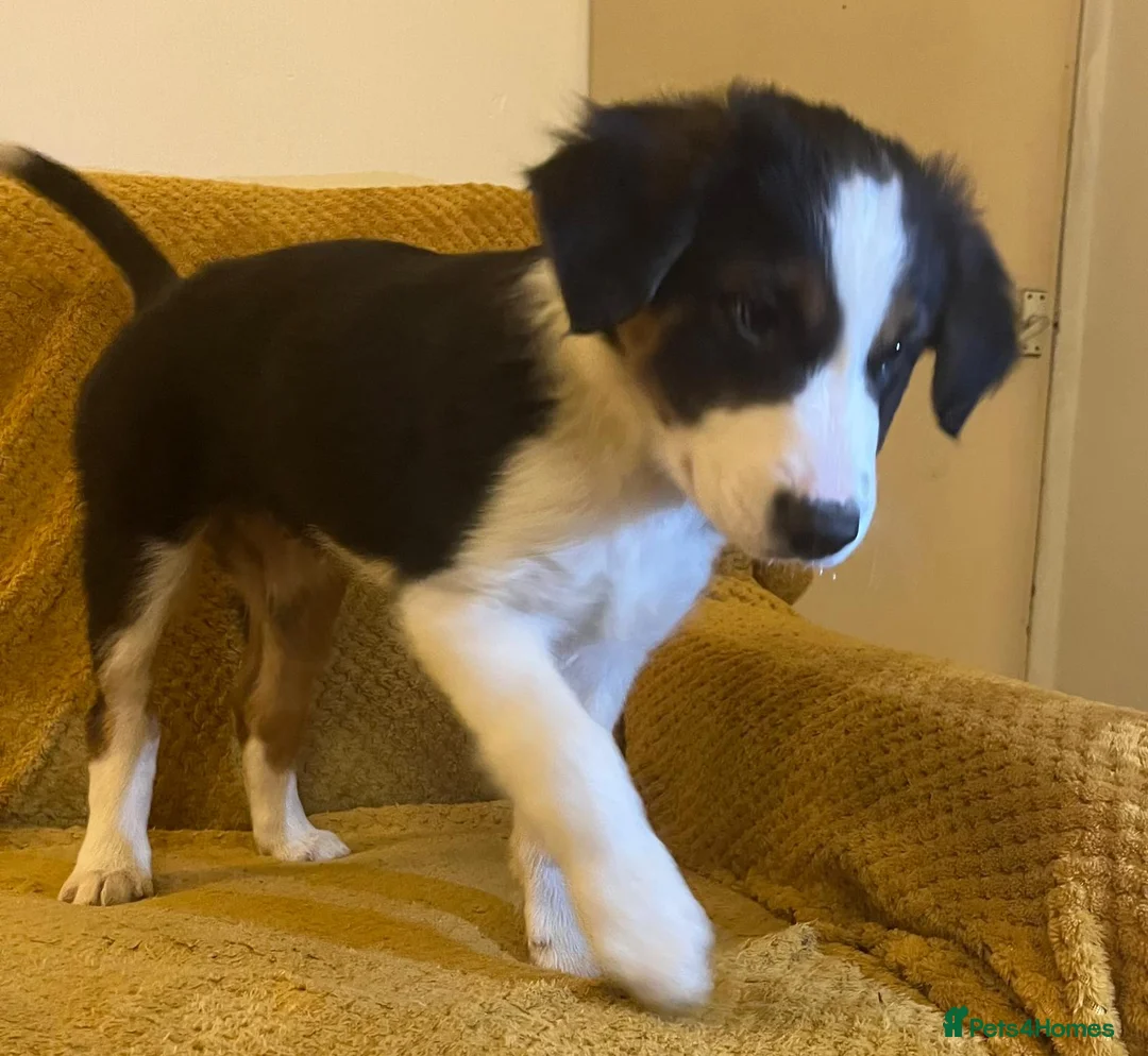 Border Collie dogs for sale: Adorable Border Collies for Sale - Advert 23