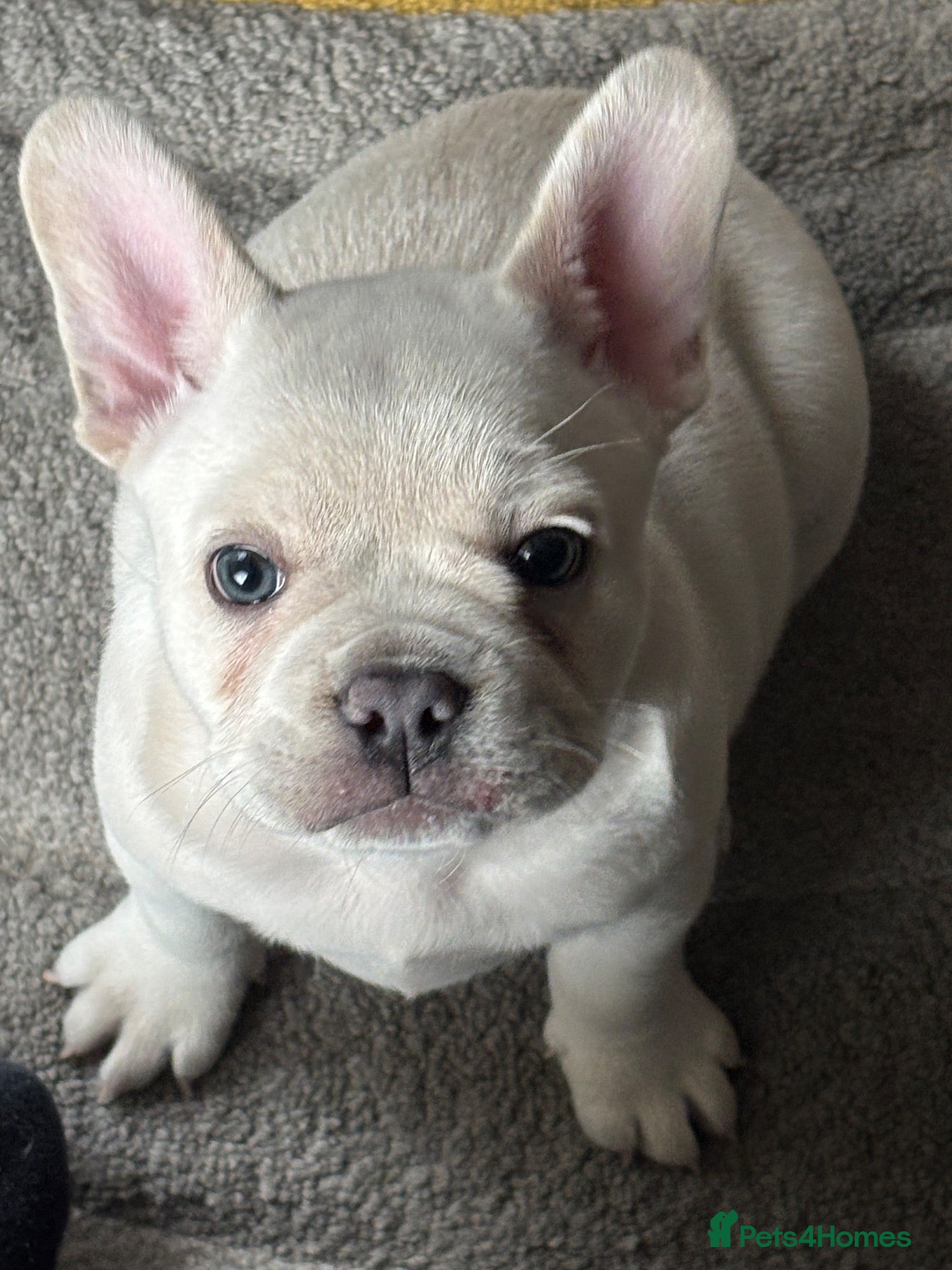 French Bulldog dogs Frenchie boy - Advert 7