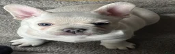French Bulldog dogs for sale: Frenchie boy in Chesterfield - Advert 1