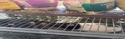 Rat rodents for sale: 2 male rats  in Ipswich - Advert 6