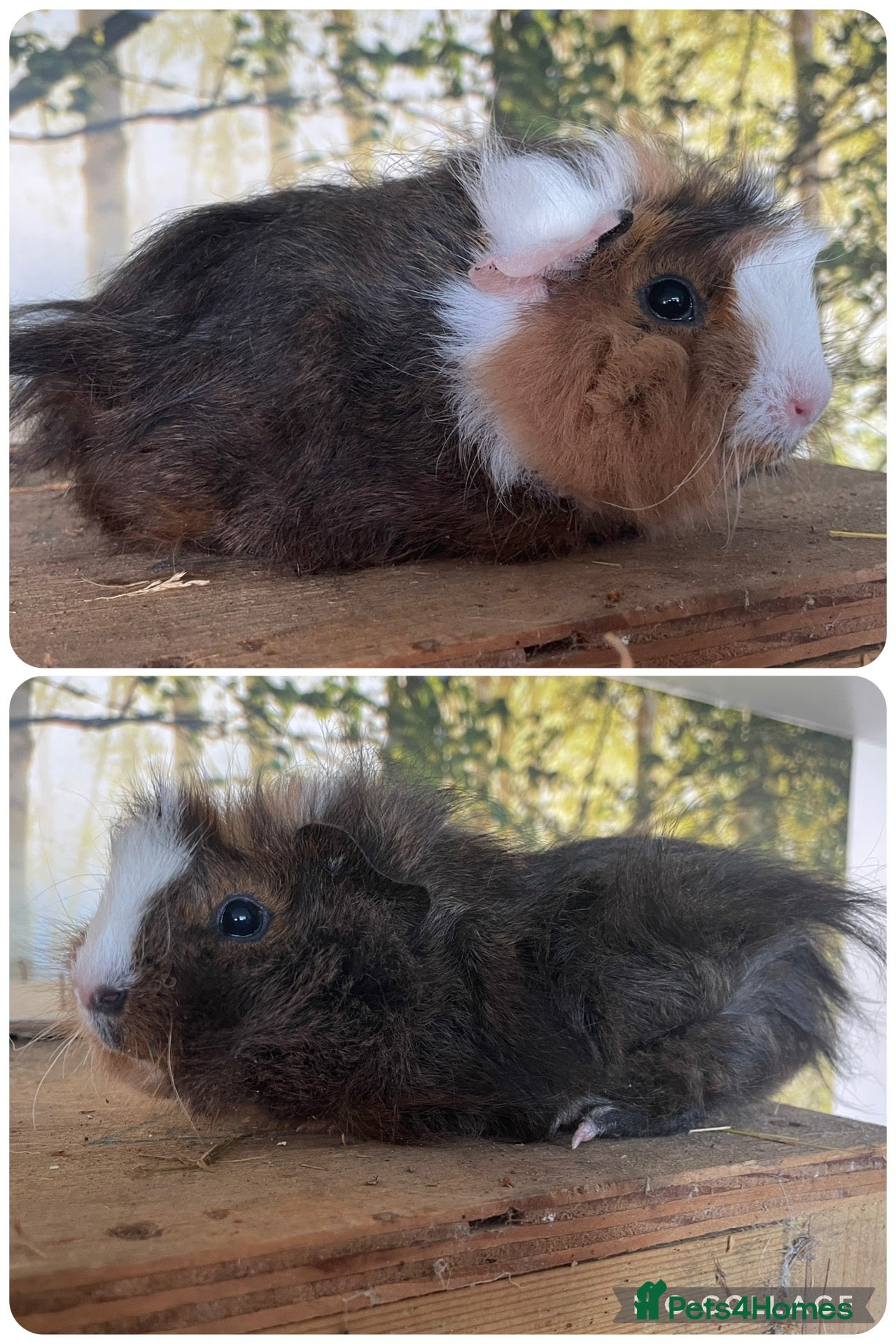 Guinea Pig rodents Baby sow guinea pigs  - Advert 19