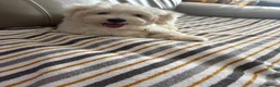 Maltese dogs for sale: Male Maltese puppy  - Advert 2