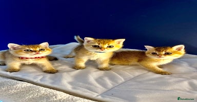 British Shorthair cats - Advert 14