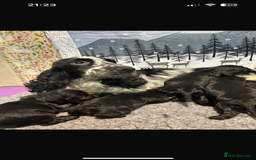 Cocker Spaniel dogs for sale: Cocker Spaniel Girls  - Advert 4