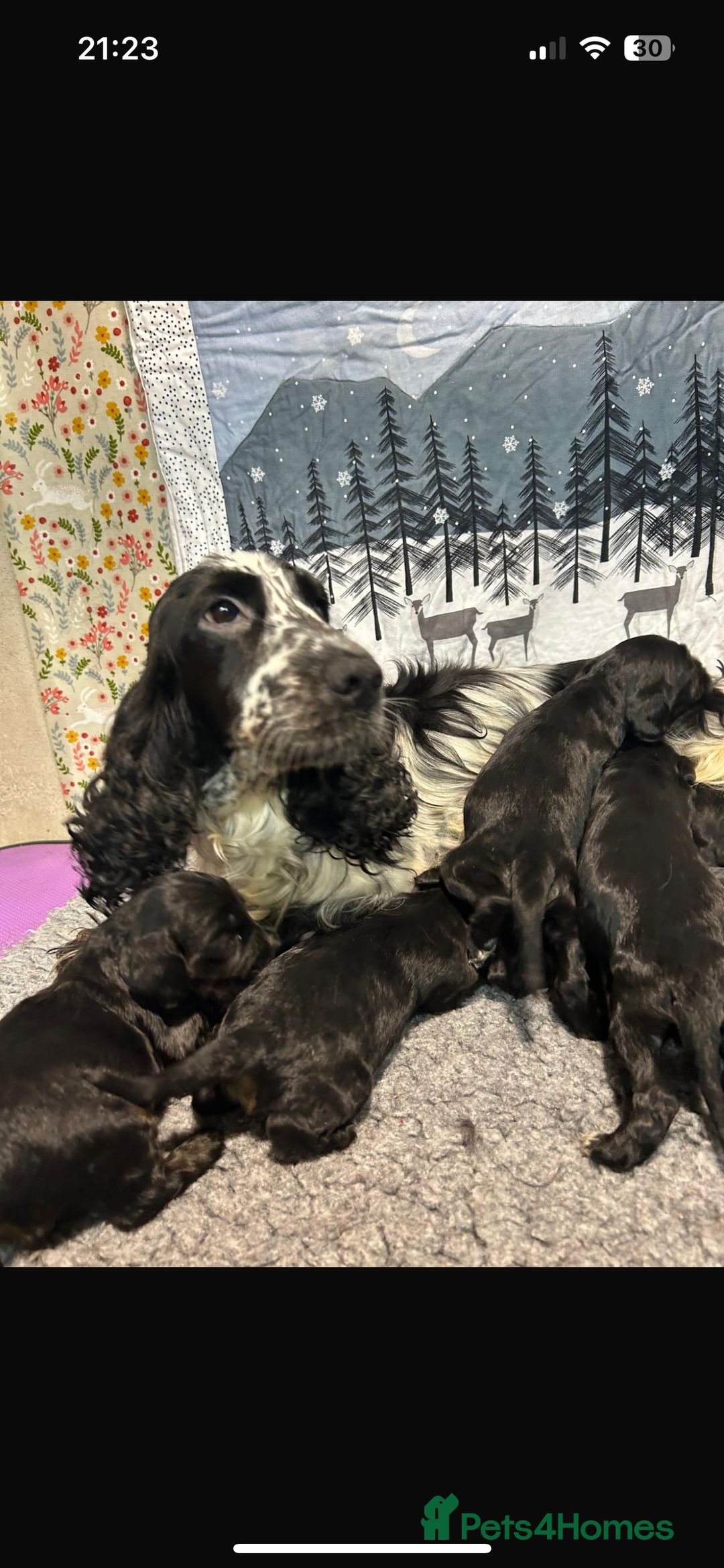 Cocker Spaniel dogs for sale: Cocker Spaniel Girls  - Advert 4