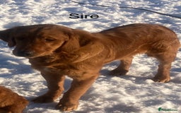 Golden Retriever dogs for sale: Gorgeous kc red  golden retriever puppies  - Image 3