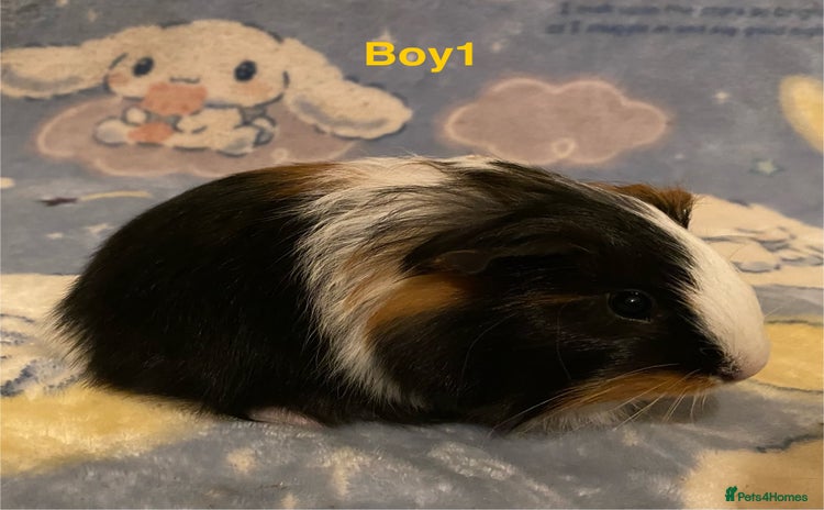 Guinea Pig rodents in Saint Helens - Advert 9