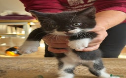 British Shorthair cats for sale: It’s a British short hair  - Image 12