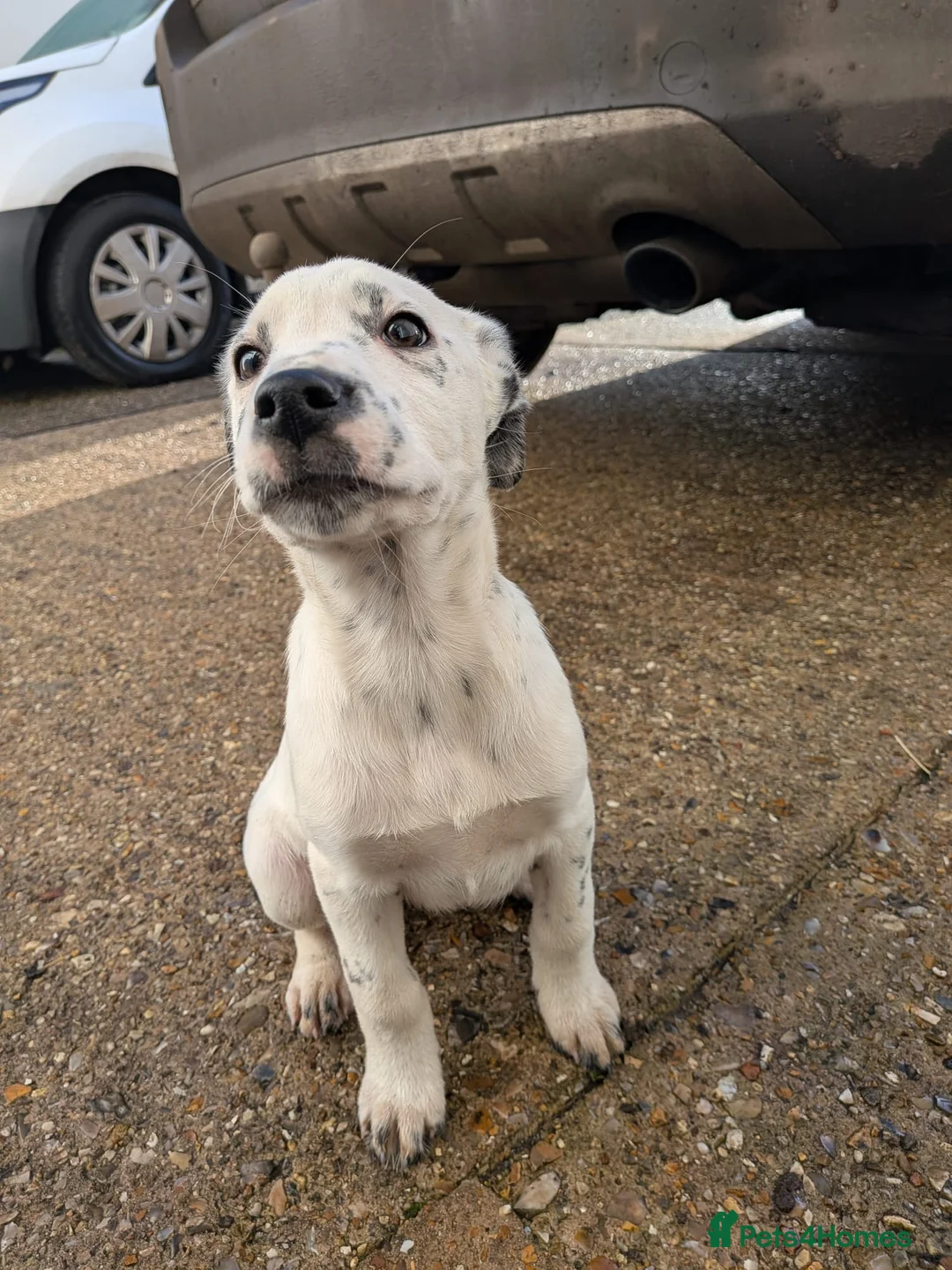 Mixed Breed dogs for sale: Beautiful Collie x Dalmatian Puppies - Advert 18