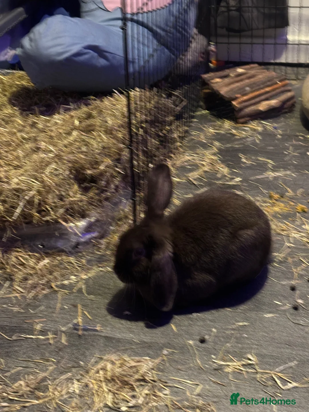 Mini Lop rabbits for sale: Rabbit needs rehoming  in Birmingham - Advert 2