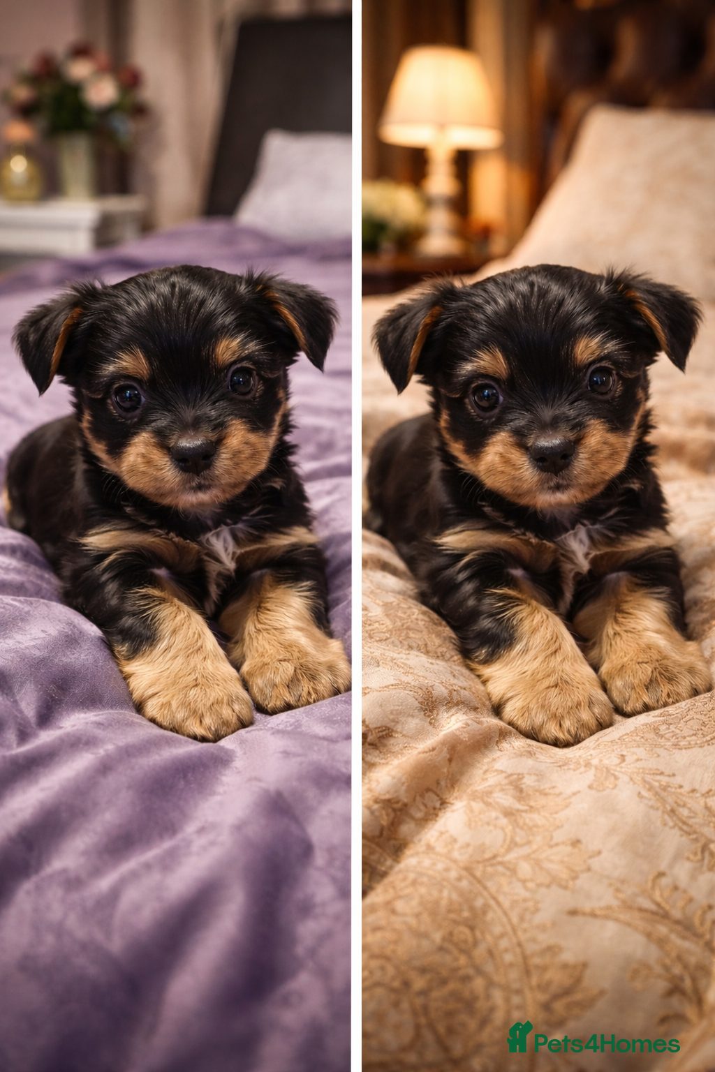 Yorkshire Terrier dogs Yorkshire terrier puppies - Advert 6