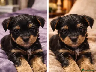 Yorkshire Terrier dogs Yorkshire terrier puppies - Advert 6