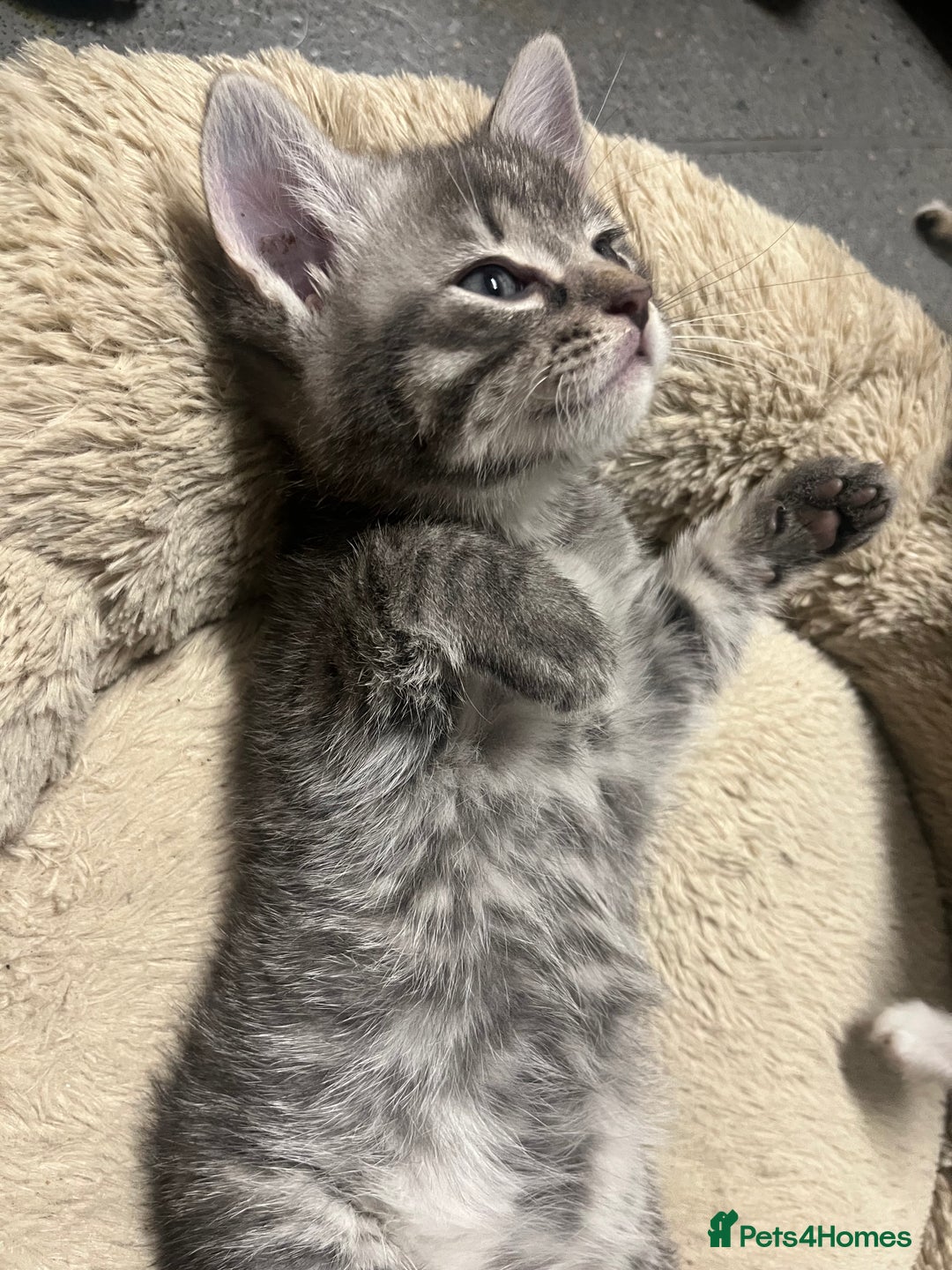 Mixed Breed cats for sale: 🐾 Stunning 9 week old blue eyed Kittens - Advert 16