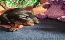 Miniature Dachshund dogs for sale: Miniature smooth haired dachshund  - Image 16