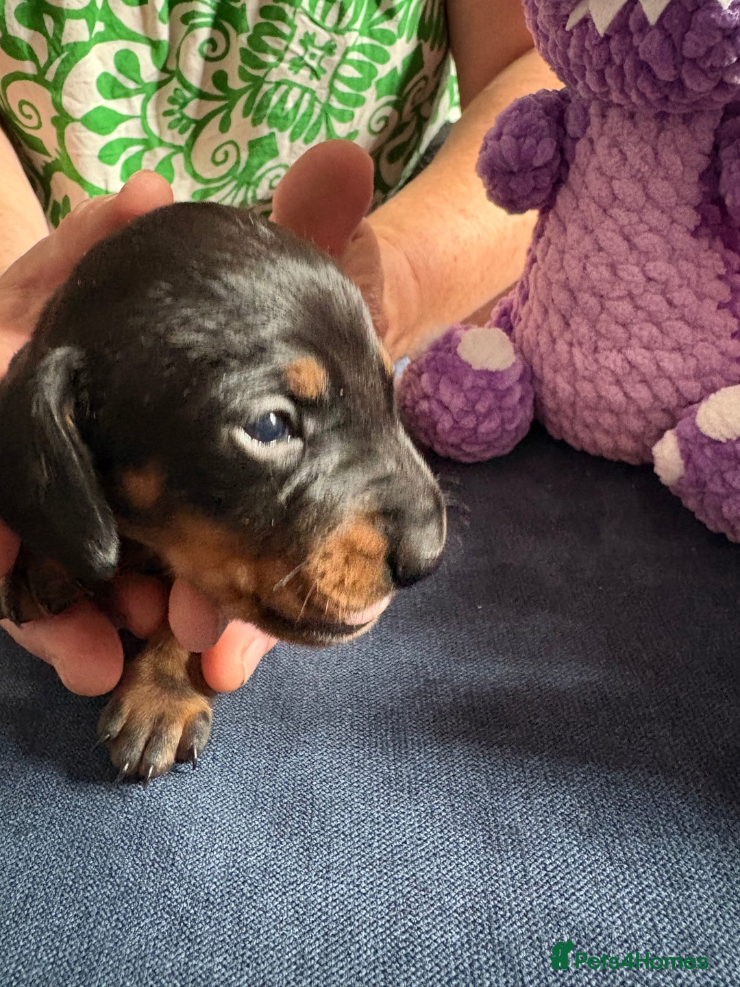 Miniature Dachshund dogs for sale: Miniature smooth haired dachshund  - Image 16