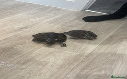 Terrapin reptiles for sale: Terrapin turtles  - Image 1