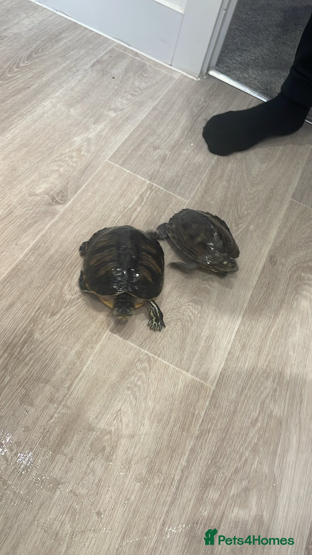 Terrapin reptiles for sale: Terrapin turtles  - Image 1