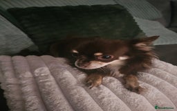 Chihuahua dogs for sale: Long hair tri chocolate apple head chihuahuas  - Advert 12