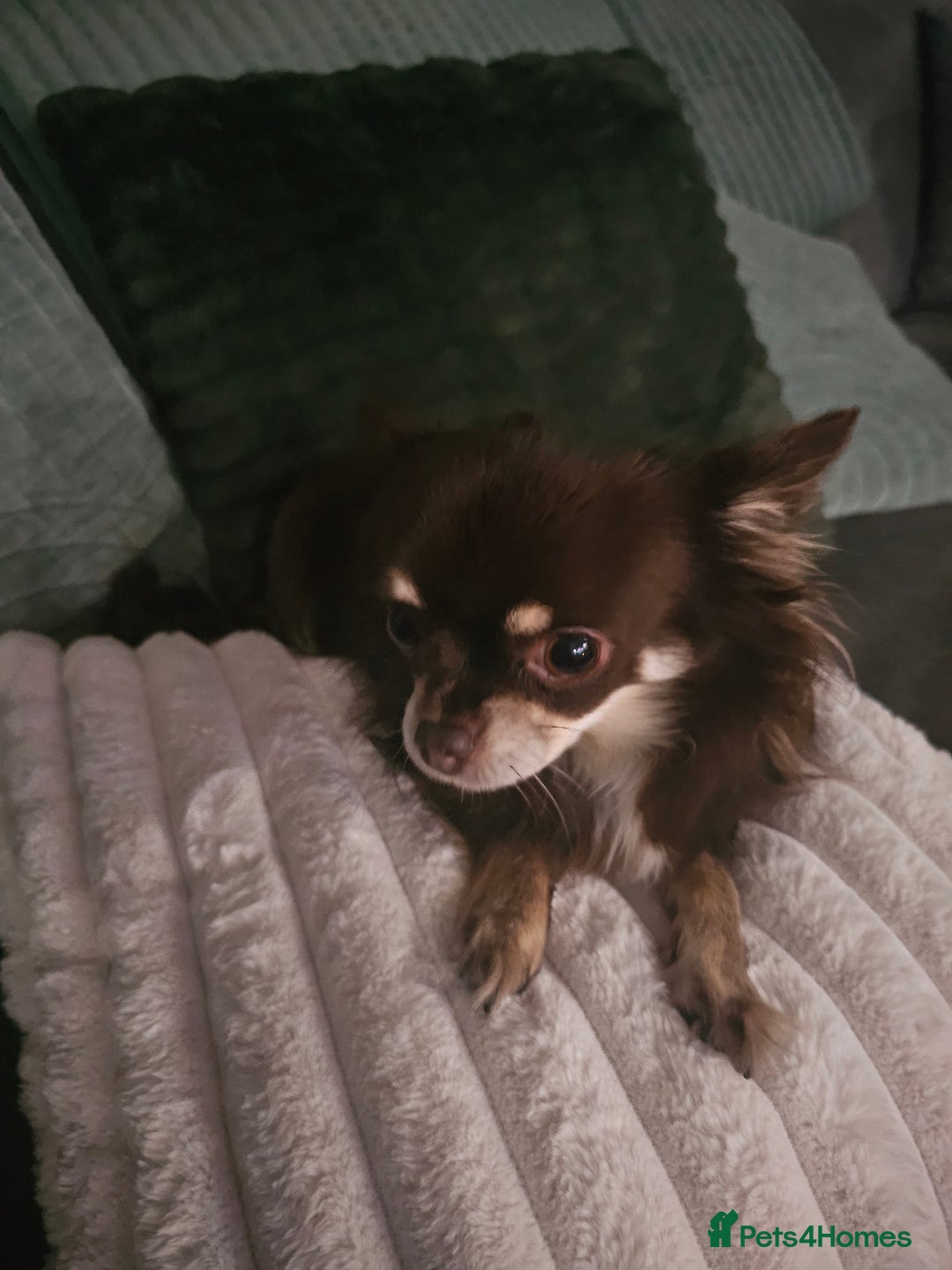 Chihuahua dogs for sale: Long hair tri chocolate apple head chihuahuas  - Advert 12
