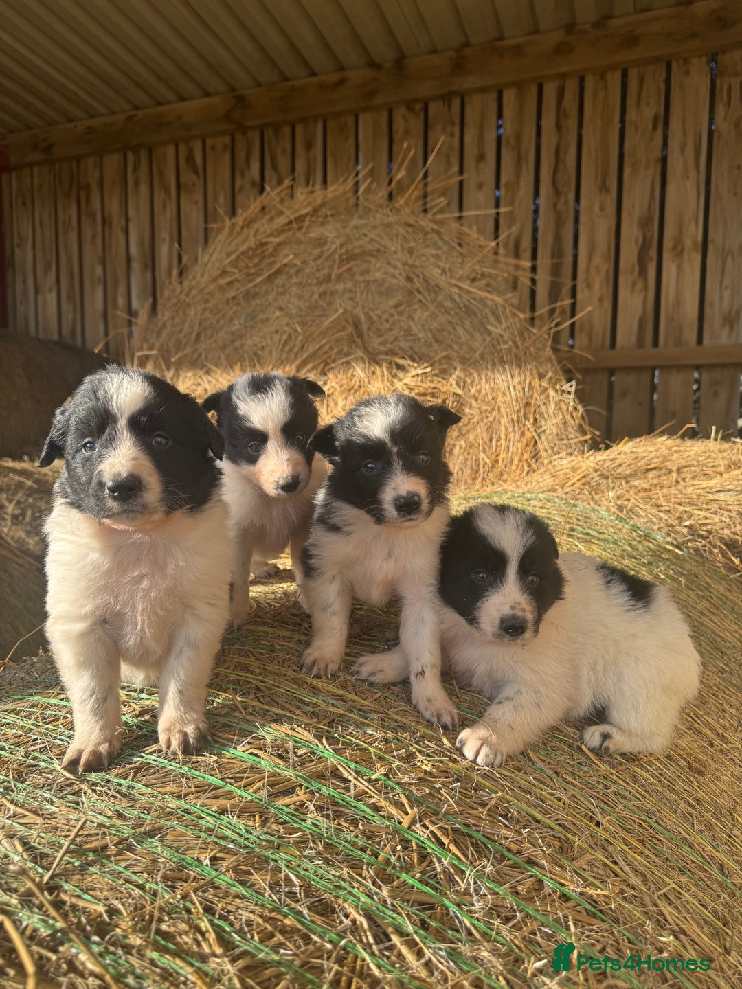 Border Collie dogs for sale: Very cute Border Collie Pups From Working Dogs - Advert 1
