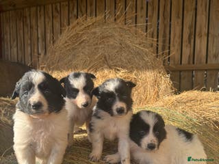 Border Collie dogs Very cute Border Collie Pups From Working Dogs - Advert 1