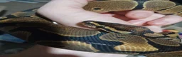 Python Snake reptiles for sale: 9 Month Ball Python - Advert 4
