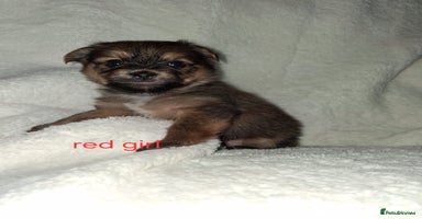 Mixed Breed dogs Yorkshire Terrier x Pomeranian Puppys - Advert 12