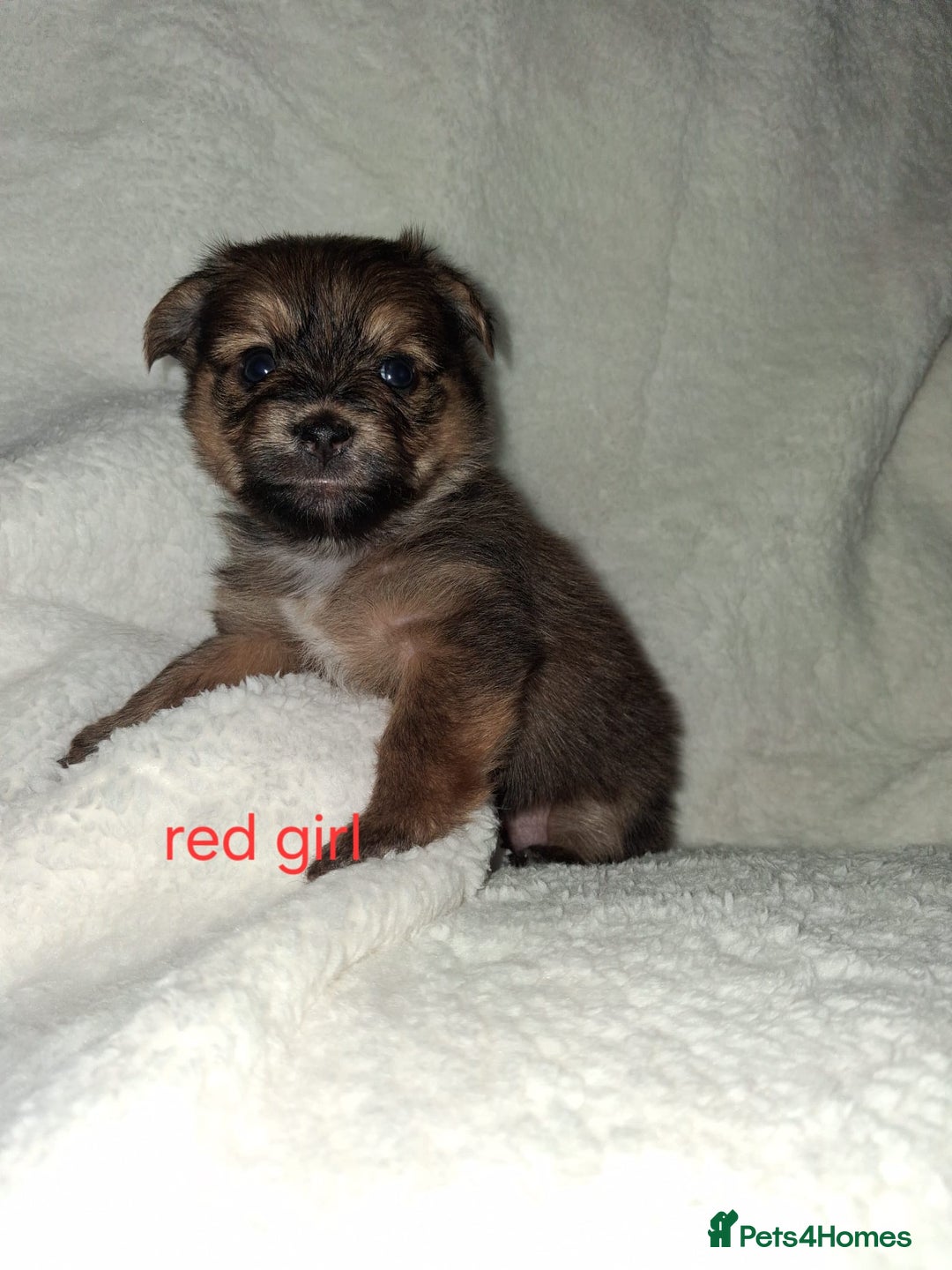 Mixed Breed dogs for sale: Yorkshire Terrier x Pomeranian Puppys - Advert 17