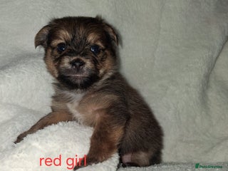 Mixed Breed dogs Yorkshire Terrier x Pomeranian Puppys - Advert 6