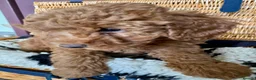 Miniature Poodle dogs for sale: Miniature Poodle puppies. Health tested parents!  - Advert 26