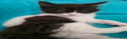 Mixed Breed cats for sale: Adorable Ragdoll Mix Kittens  - Advert 18