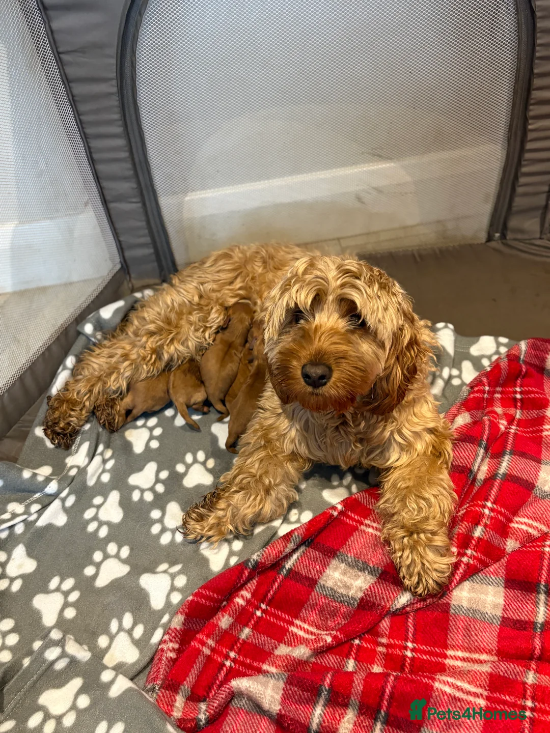 Cockapoo dogs for sale: Beautiful miniature F1B cockapoo  - Advert 16