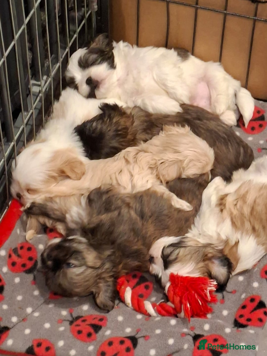 Shih Tzu dogs for sale: Shih tzu puppies ready to reserve - Advert 1