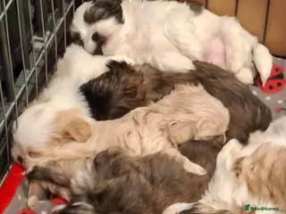Shih Tzu dogs Shih tzu puppies ready to reserve - Advert 8