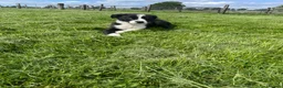 Border Collie dogs for sale: Border collie male  - Advert 6