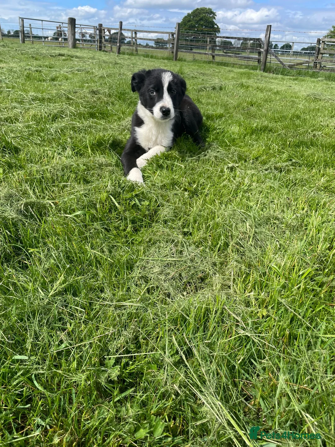 Border Collie dogs for sale: Border collie male  - Advert 6