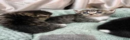 Mixed Breed cats for sale: Kittens - Advert 5