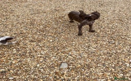 Cocker Spaniel dogs for sale: Cocker spaniel puppys - Image 15