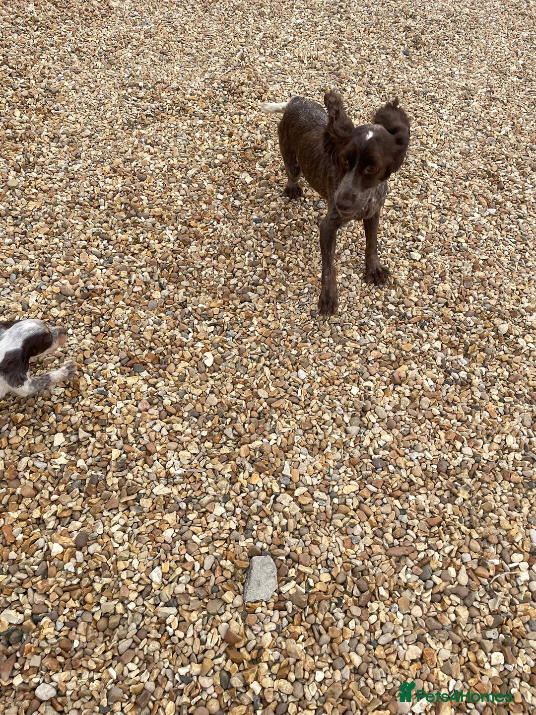 Cocker Spaniel dogs for sale: Cocker spaniel puppys - Image 15