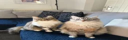 Mixed Breed cats for sale: 2 beautiful mix kittens 🤩Ready now  - Advert 17