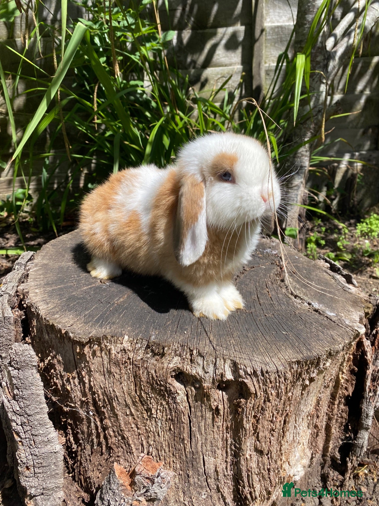 Mini Lop rabbits Super Friendly Pure Bred Mini Lop Bunnies - Advert 2