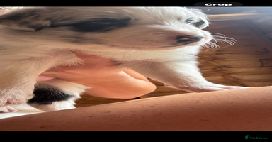 Border Collie dogs - Advert 14