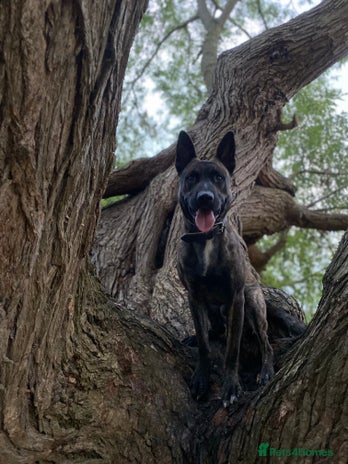 Mixed Breed dogs - Advert 12