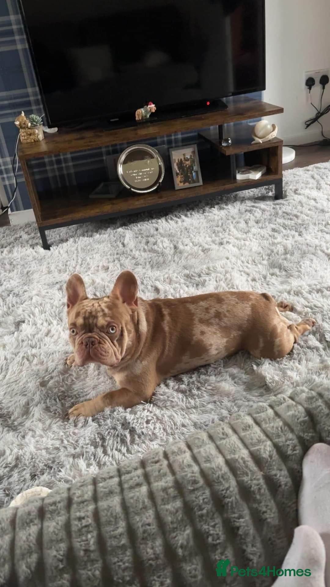 French Bulldog dogs for stud: Exceptional isabella and tan merle for stud in Aberdeen - Advert 2