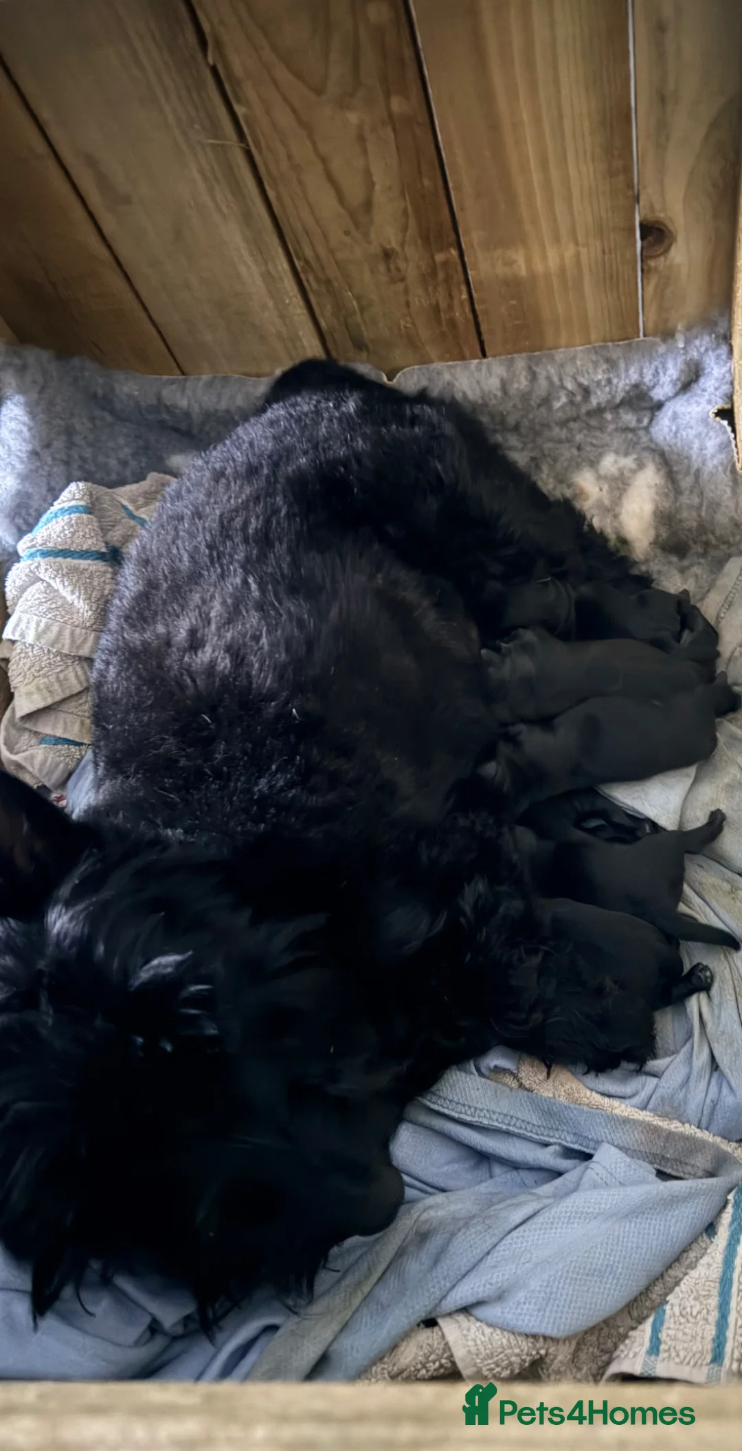Scottish Terrier dogs for sale: Scottie’s of Strathdon  - Advert 2