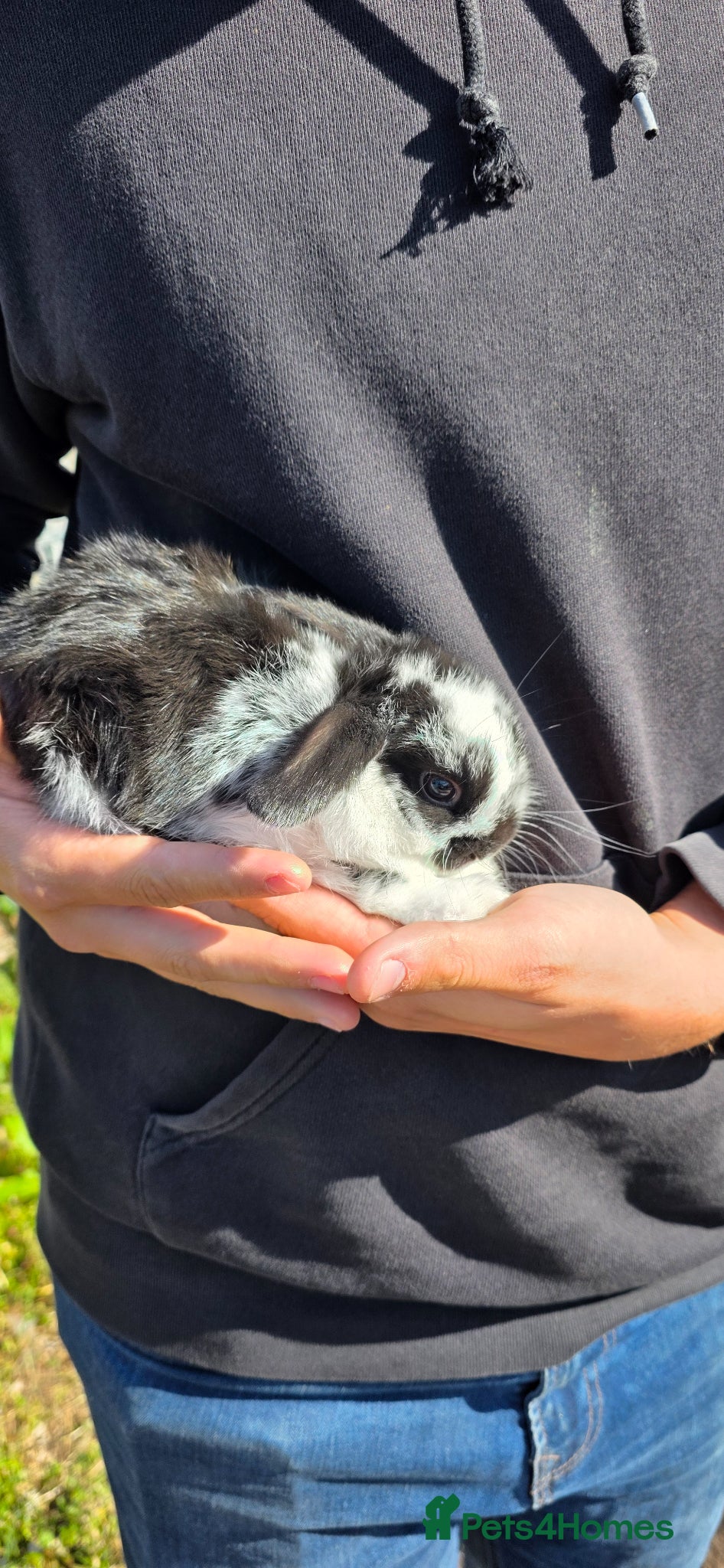 Mini Lop rabbits Mini lop babies  - Advert 3