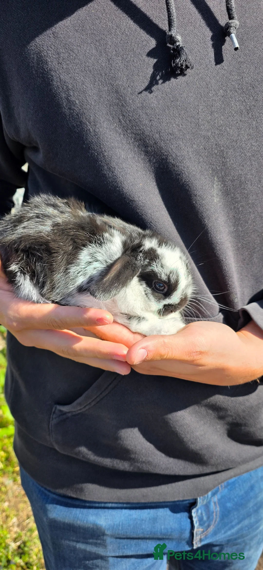 Mini Lop rabbits for sale: Mini lop babies  - Advert 1