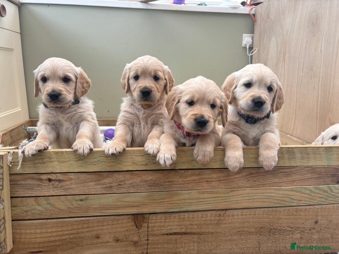 Kennel Club Certified Golden Retriever Breeders Forever Homes Kc