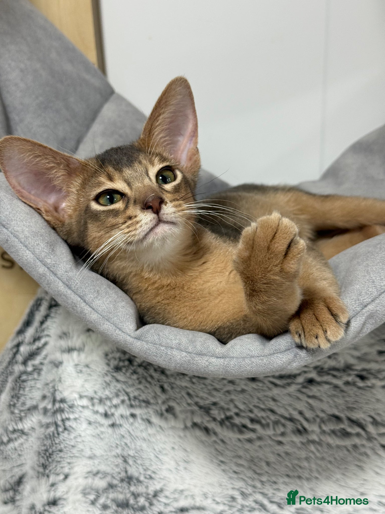 Abyssinian cats     Gorgeous kittens from champion parents 😽 - Advert 14